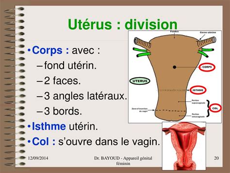 Vagin : tout savoir sur cet organe de l’appareil génital féminin